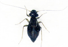 Propsocus pulchripennis