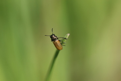 Labidostomis longimana