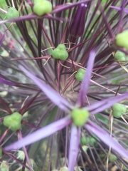 Allium aflatunense