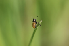 Labidostomis longimana