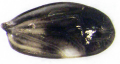 Propsocus pulchripennis