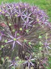 Allium aflatunense