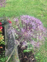 Allium aflatunense