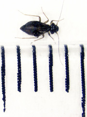 Propsocus pulchripennis