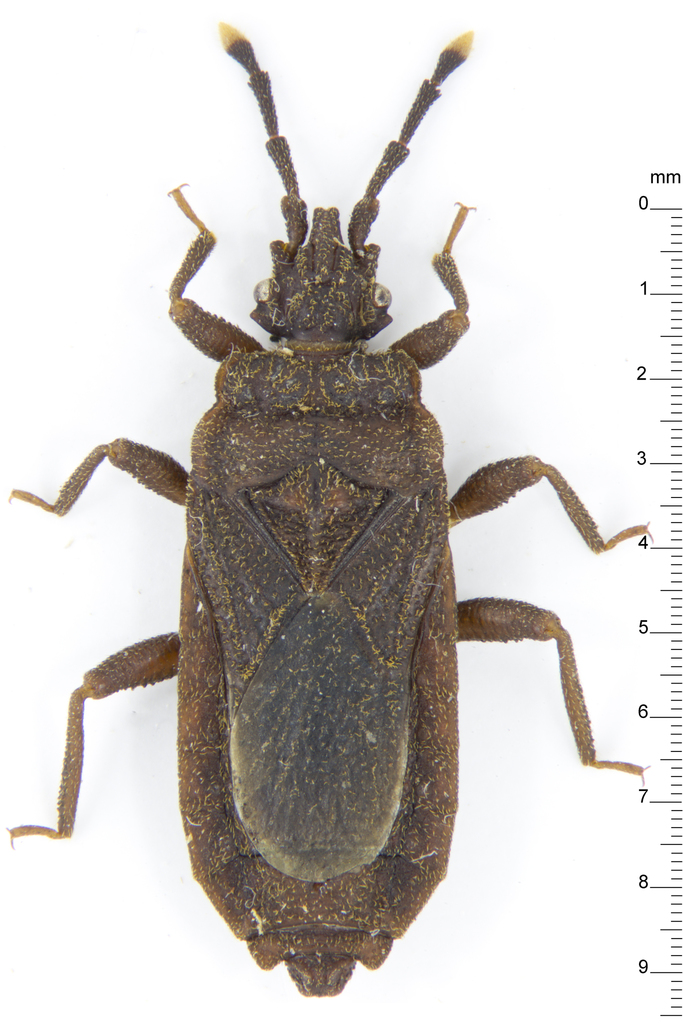 Flat bug