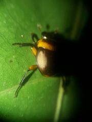 Canthon luteicollis