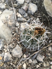 Coryphantha salinensis