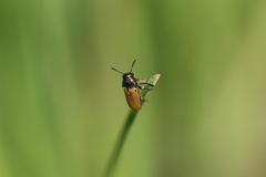 Labidostomis longimana