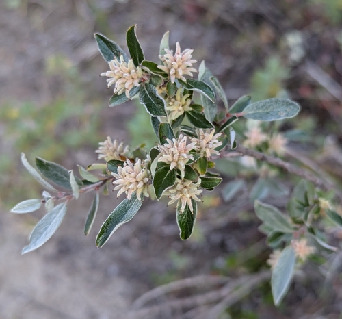 Image of Salix brachycarpa by (c) Logan J.L. Bradley, some rights reserved (CC BY)
