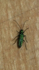 Oedemera nobilis