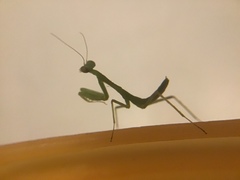 Stagmomantis
