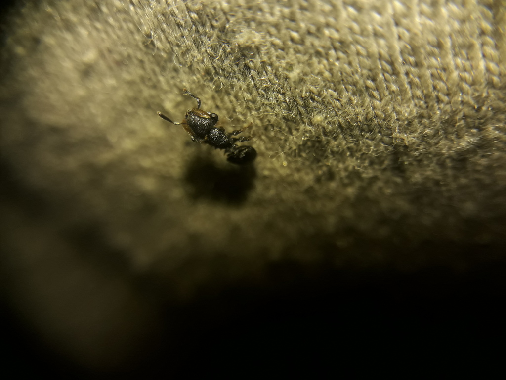 Cephalotes pavonii