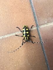 Anoplophora horsfieldii