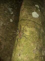 Ancistrocercus excelsior