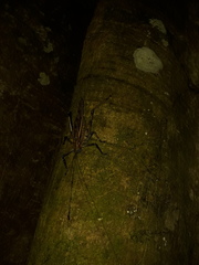 Ancistrocercus excelsior