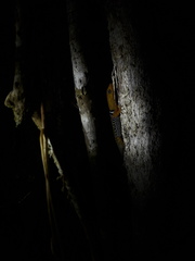 Gonatodes concinnatus