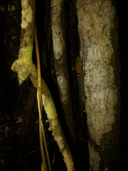 Gonatodes concinnatus