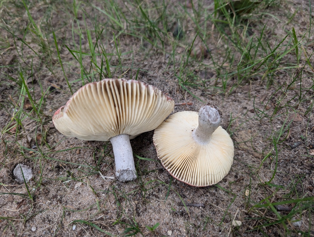 Russula sp. 'IN7'
