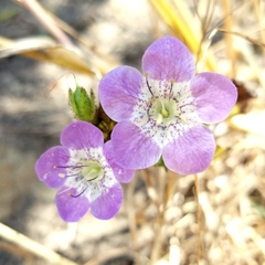 Phacelia grandiflora