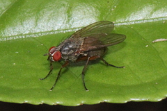 Coenosiinae