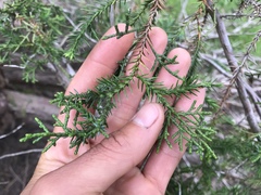 Cupressus abramsiana