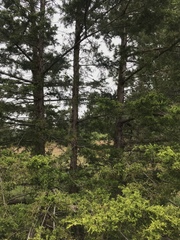 Cupressus abramsiana