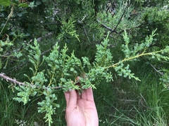 Cupressus abramsiana