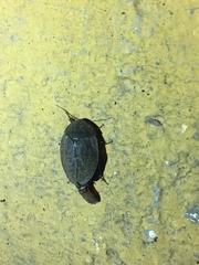 Homoeogamia mexicana