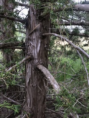 Cupressus abramsiana