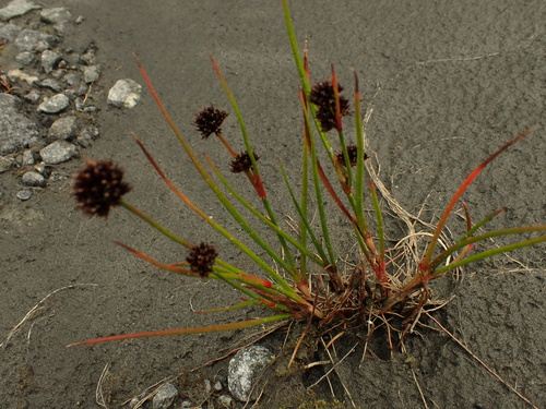 Image of Juncus mertensianus by no rights reserved