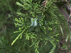 Cupressus abramsiana