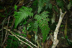 Leptolepia novae-zelandiae