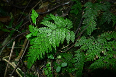 Leptolepia novae-zelandiae