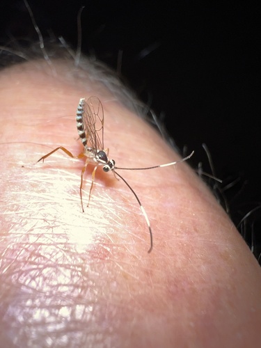 Sphelodon phoxopteridis