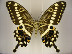 Papilio lormieri lormieri