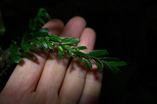 Banks Peninsula fork fern (Tmesipteris horomaka)