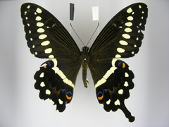 Papilio lormieri lormieri
