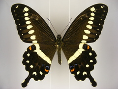 Papilio lormieri lormieri
