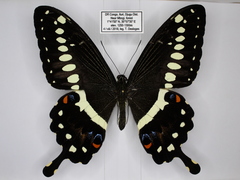 Papilio lormieri lormieri