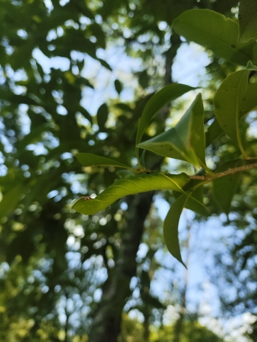 Dolbina inexacta