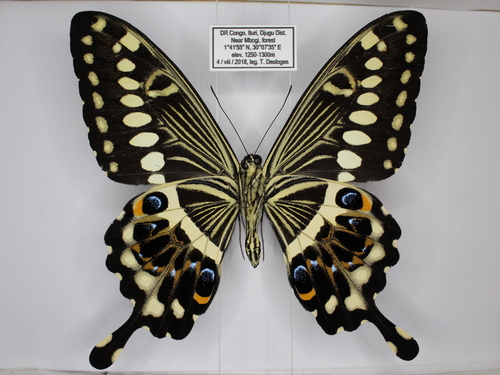 Central Emperor Swallowtail