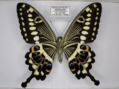 Papilio lormieri lormieri