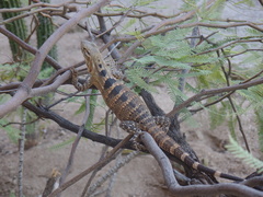 Ctenosaura macrolopha