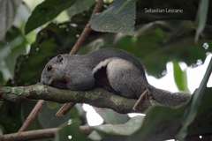 Callosciurus prevostii