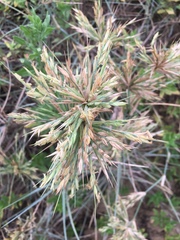 Spinifex littoreus