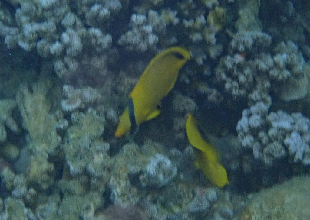 Decorated Butterflyfish