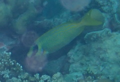 Siganus puellus