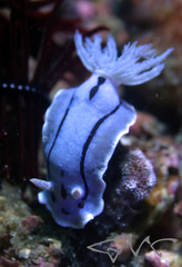 Chromodoris willani