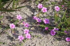 Oxalis eckloniana-nidulans