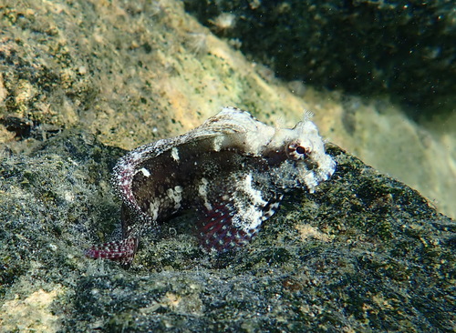 Salarias ceramensis